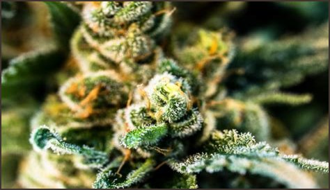 Redhead Sweets: A Comprehensive Guide To Delightful Treats